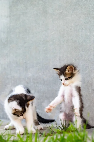 Zwei Kleine Kätzchen Spielen Draußen Auf Einem Grünen Rasen — Stockfoto