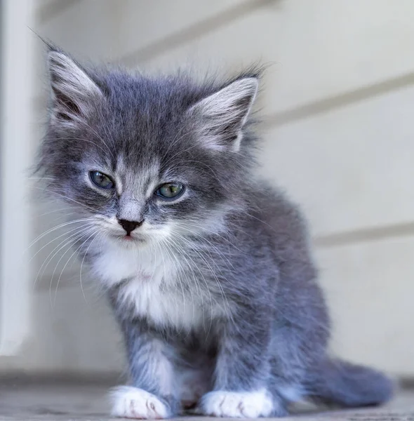 Śmieszne Mały Kotek Biały Niebieskimi Oczami — Zdjęcie stockowe