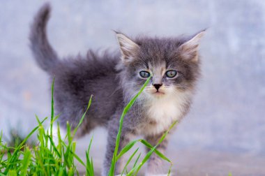 mavi gözlü komik beyaz kedicik