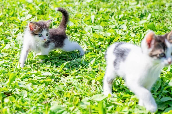 Två Små Kattungar Leker Utomhus Grön Gräsmatta — Stockfoto