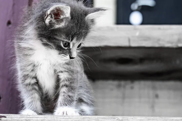 Divertido Gatito Blanco Con Ojos Azules — Foto de Stock