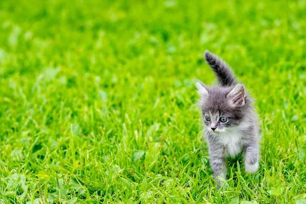 Pussig Liten Hvit Kattunge Med Blå Øyne – stockfoto