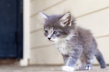 mavi gözlü komik beyaz kedicik