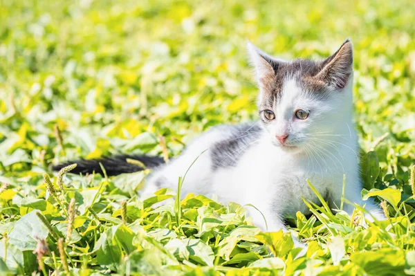 搞笑小猫白色与蓝色的眼睛 — 图库照片