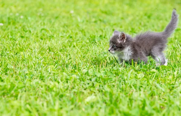 Rolig Liten Vit Kattunge Med Blå Ögon — Stockfoto