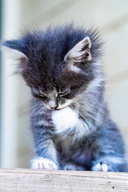 mavi gözlü komik beyaz kedicik