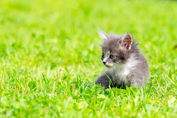 Rolig Liten Vit Kattunge Med Blå Ögon — Stockfoto