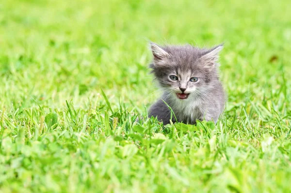Funny Little White Kitten Blue Eyes — Stock Photo, Image