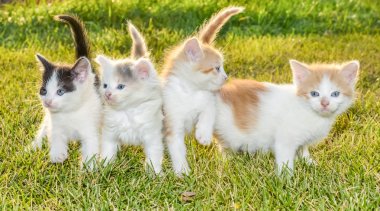 çimenlerin üzerinde yavru kedi