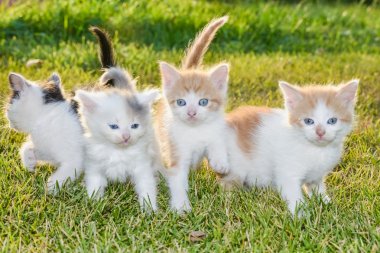 çimenlerin üzerinde yavru kedi