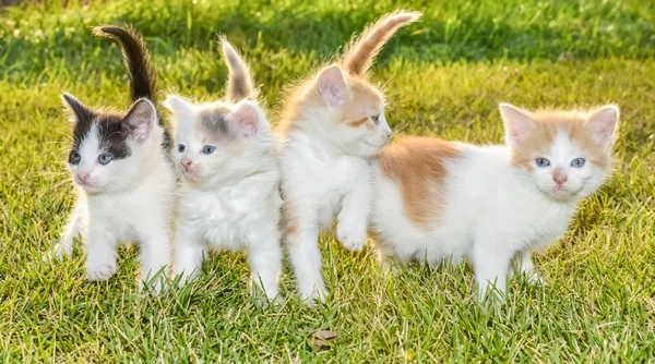 Çimenlerin üzerinde yavru kedi — Stok fotoğraf