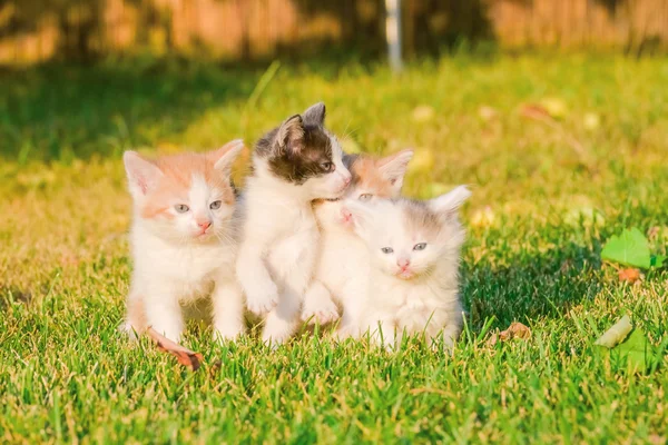 Kattungar på gräset — Stockfoto