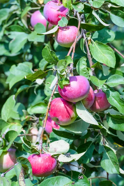 Red apples — Stock Photo, Image