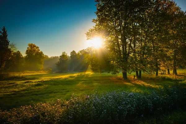 Ray of sunshine through the tree — Stock Photo, Image