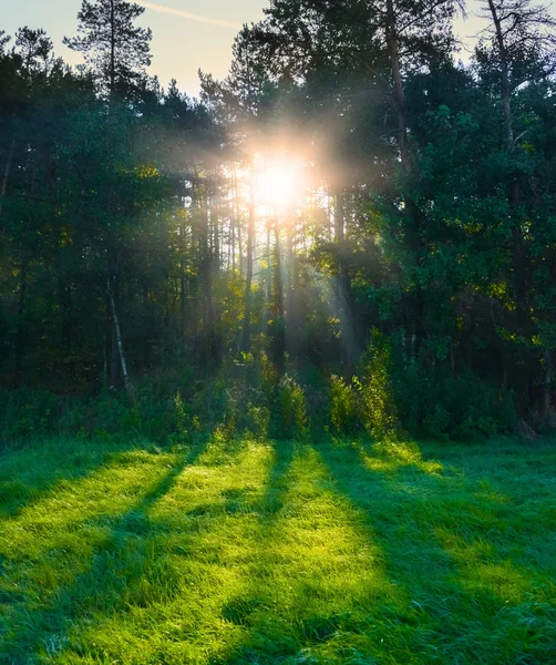 Rayo de sol a través del árbol — Foto de Stock