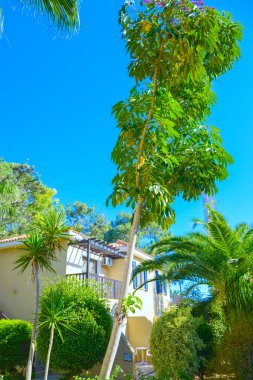 Bina yeşil palmiye bitki