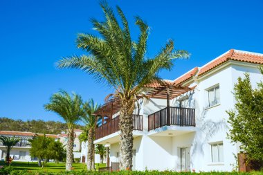 Bina yeşil palmiye bitki