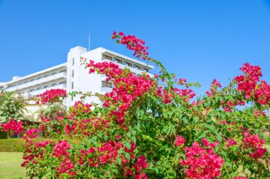 Evde çiçek çiçeklenme