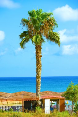 palmiye deniz kıyısında