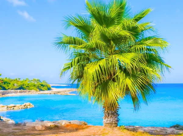 Palm sea shore — Stock Photo, Image