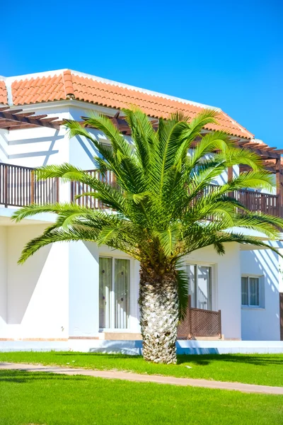 Building green palm plant — Stock Photo, Image