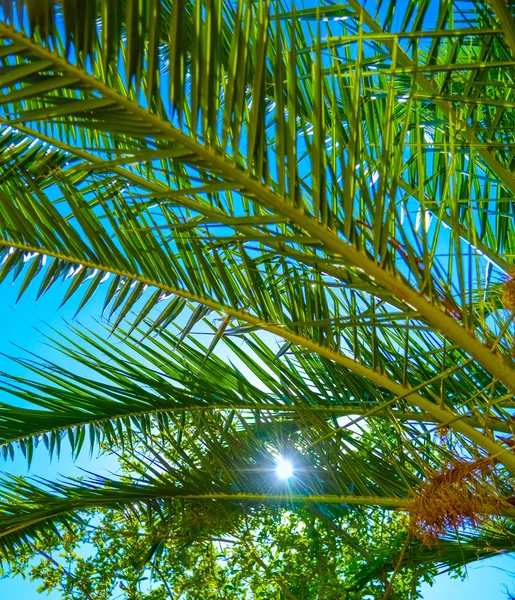 Costa do mar de palma — Fotografia de Stock