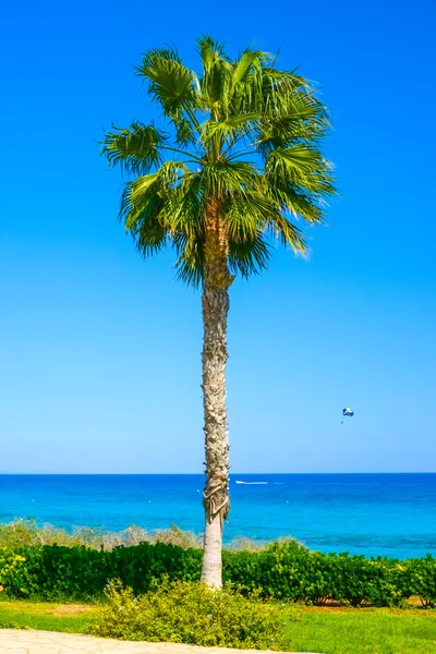 Palmera orilla del mar —  Fotos de Stock