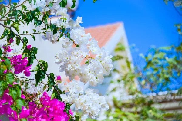Casa flor flor — Fotografia de Stock