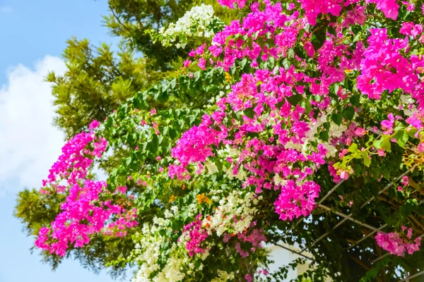 Bougainvillea blommor — Stockfoto