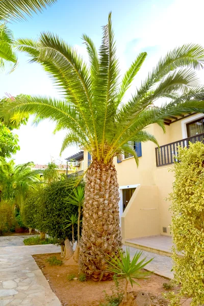 Building green palm plant — Stock Photo, Image