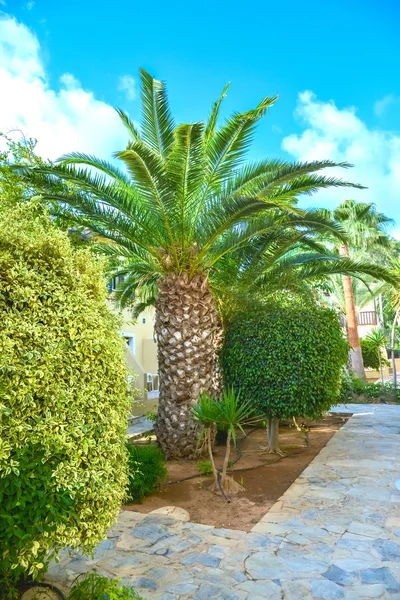 Bygga gröna palm växt — Stockfoto