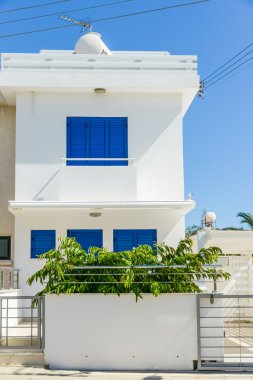 Bina yeşil palmiye bitki