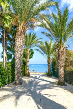 okyanus palmiye sokak