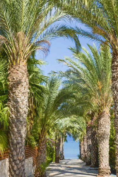 Palm steeg naar de Oceaan — Stockfoto