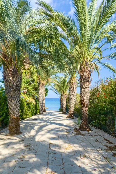 Okyanus palmiye sokak — Stok fotoğraf