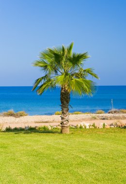 şemsiye saman denizde