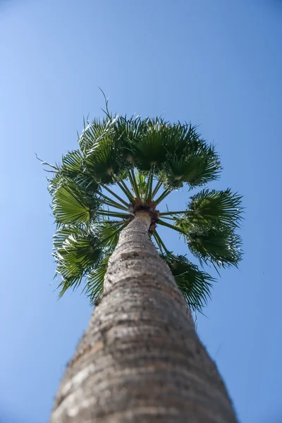 Palmenmeer — Stockfoto