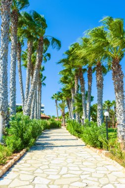 okyanus palmiye sokak