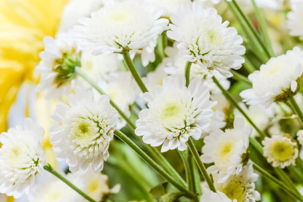 Marguerite sur une prairie — Photo