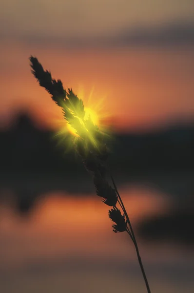 Prateria paesaggio e cielo — Foto Stock