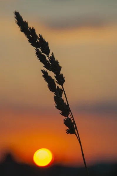 Prateria paesaggio e cielo — Foto Stock