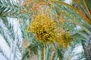 Phoenix dactylifera
