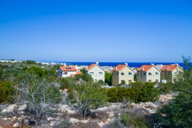 Bina yeşil palmiye bitki