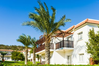 Bina yeşil palmiye bitki