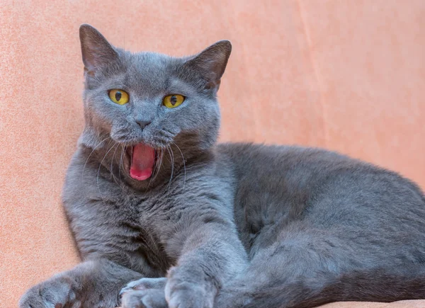 Die britische Katze — Stockfoto