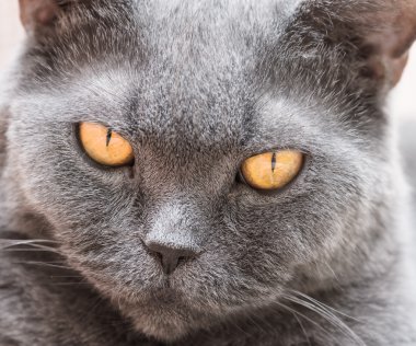 İngiliz kedi