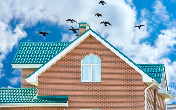 Bandada de palomas en el techo —  Fotos de Stock