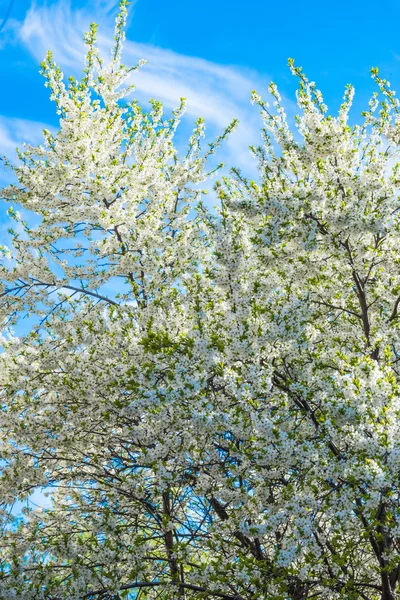 Fiori di ciliegio — Foto Stock