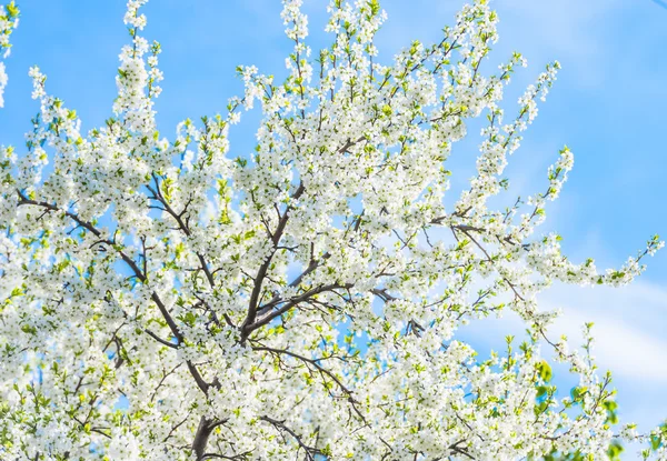 Fiori di ciliegio — Foto Stock