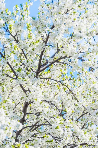 Kirschblüten — Stockfoto